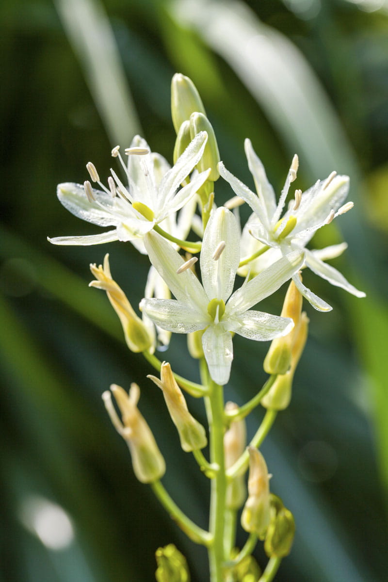 Blumenzwiebel - Camassia leichtlinii 'Alba' 2er Packung