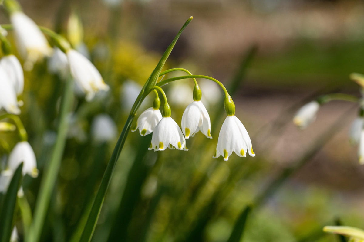 Blumenzwiebel - Leucojum aestivum 5er Packung