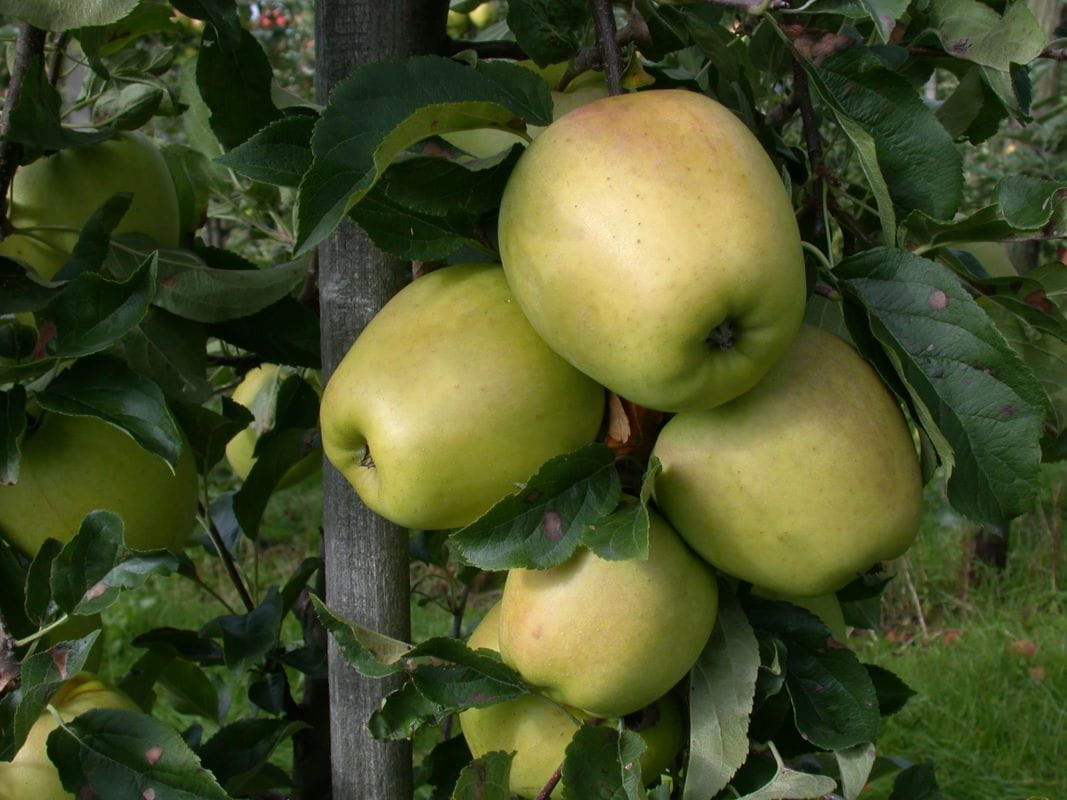 Apfel 'Hasenkopf' • Malus 'Hasenkopf'