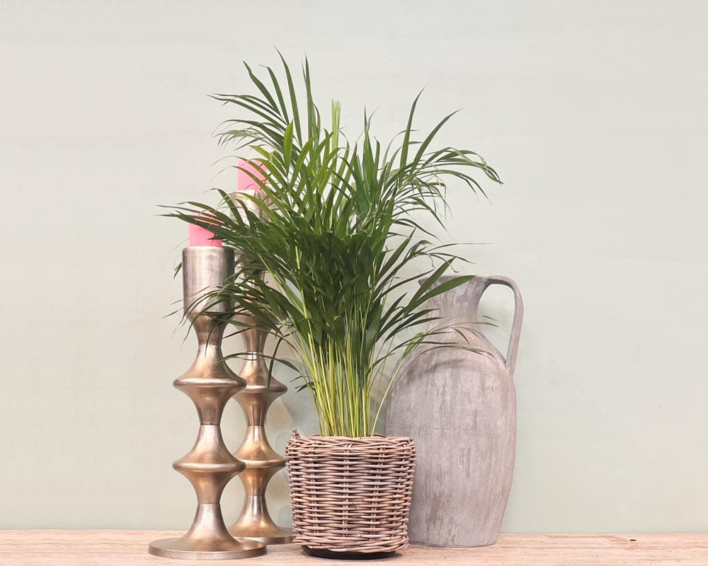 Goldfruchtpalme / Areca Palme • Dypsis lutescens Topfdurchmesser 19 cm, 100 cm hoch Topfware Ansicht 5