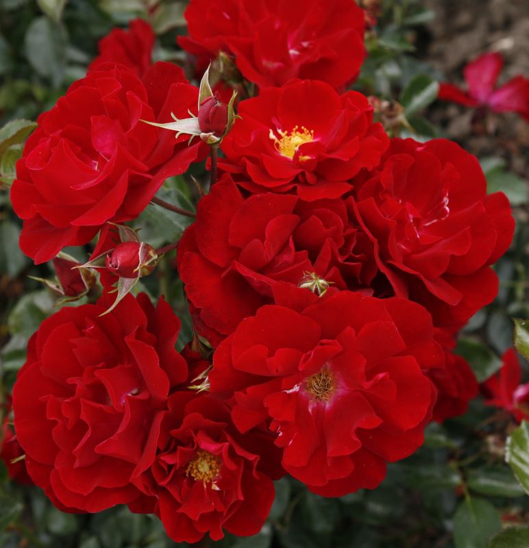 Bodendeckerrose 'Mainaufeuer'® • Rosa 'Mainaufeuer'® Ansicht 1