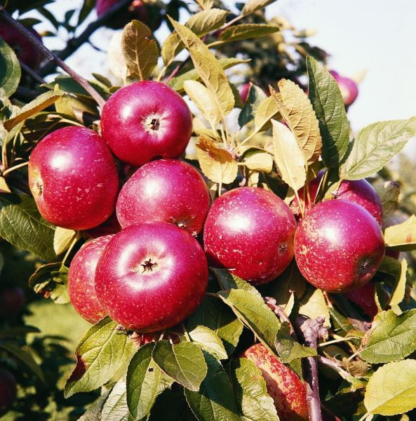 Apfel 'Ingrid Marie' • Malus 'Ingrid Marie'