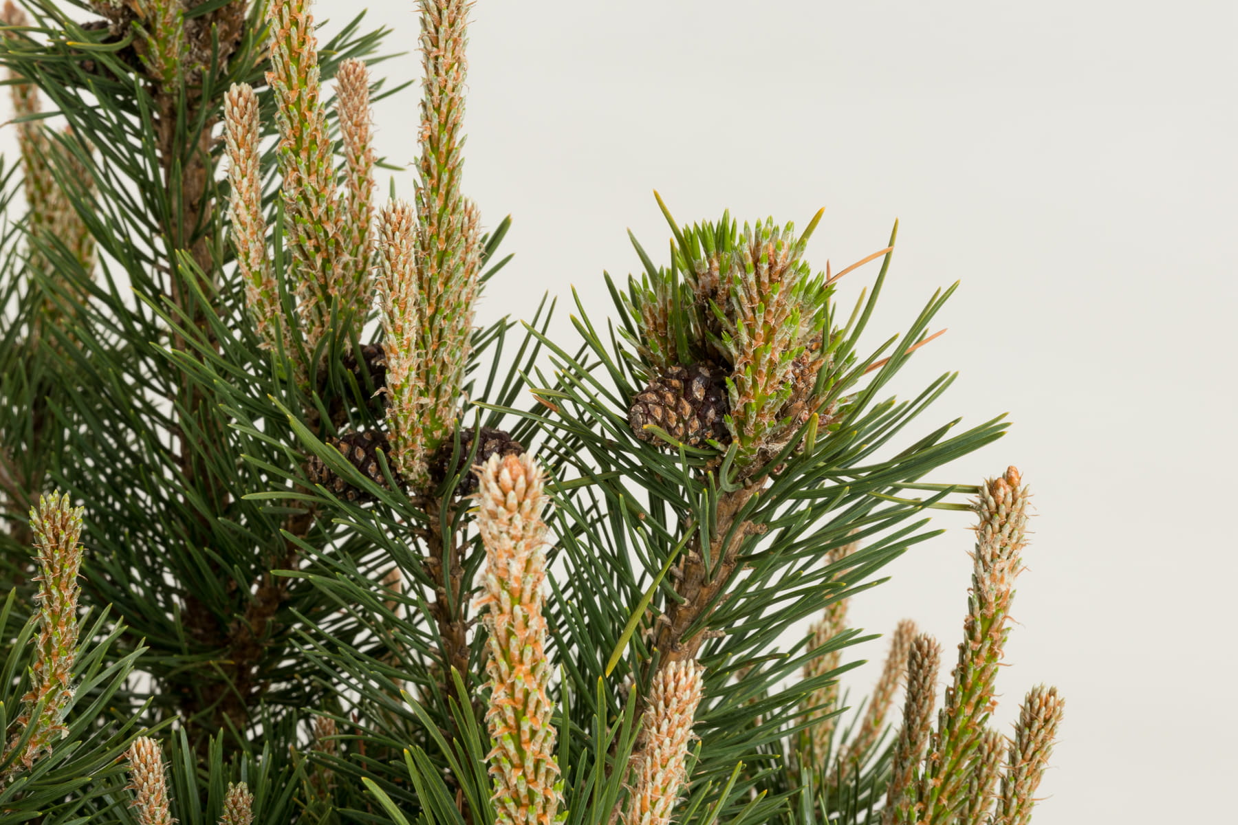 Bergkiefer 'Gnom' • Pinus mugo 'Gnom'