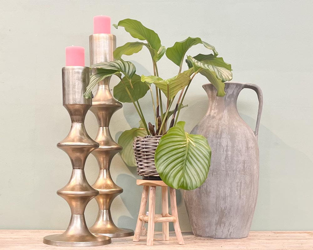Korbmarante • Calathea orbifolia Topfdurchmesser 17 cm, 45 cm hoch Topfware Ansicht 5