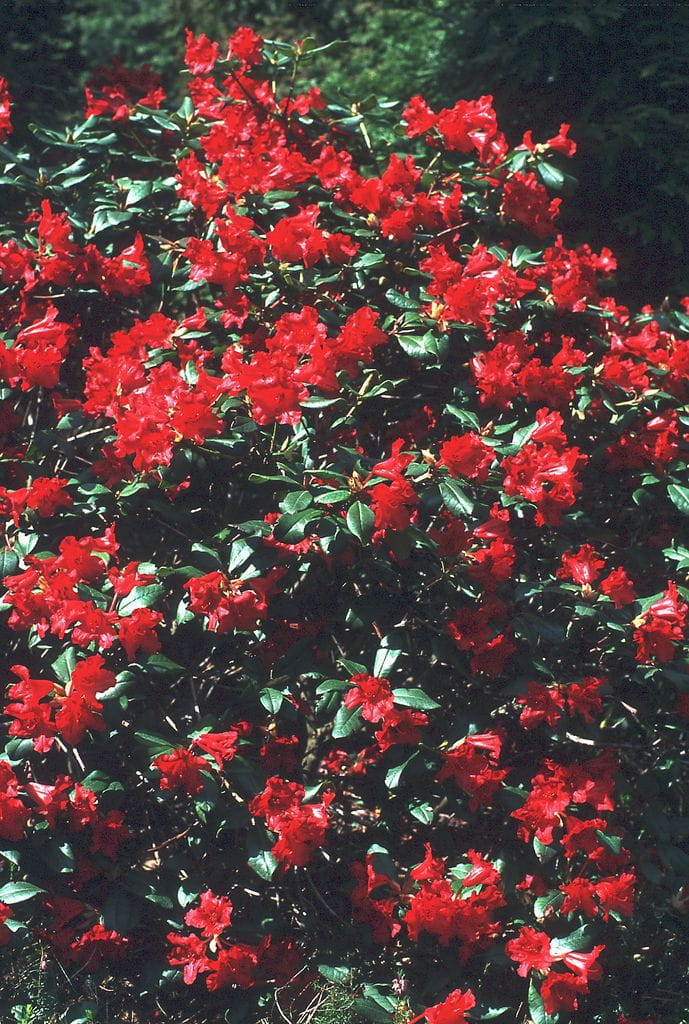 Rhododendron 'Pumuckl' • Rhododendron repens 'Pumuckl' Ansicht 1