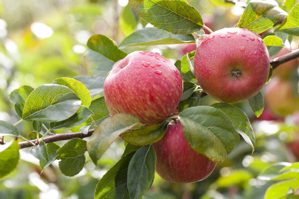 Apfel Roter Finkenwerder Herbstprinz • Malus Roter Finkenwerder Herbstprinz Ansicht 2 Apfel Roter Finkenwerder Herbstprinz • Malus Roter Finkenwerder Herbstprinz Ansicht 2