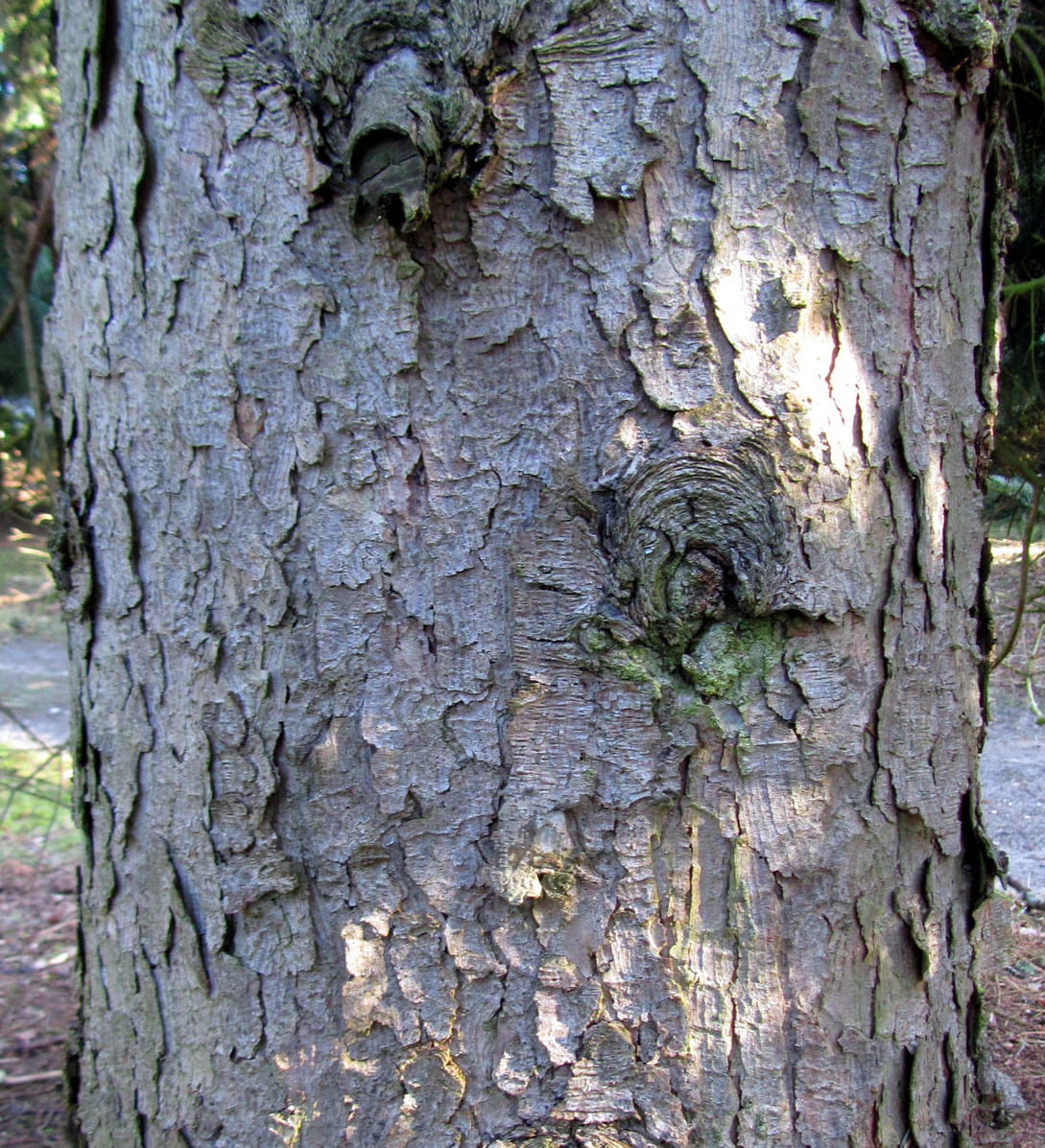 Serbische Fichte • Picea omorika Ansicht 5