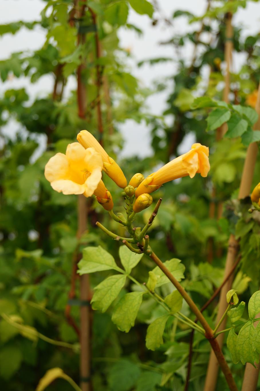 Gelbe Trompetenblume 'Flava' • Campsis radicans 'Flava' Ansicht 4