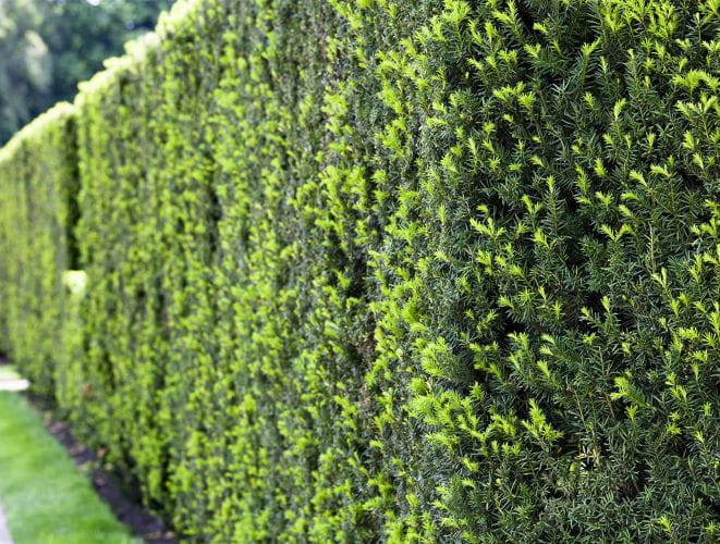 Eibe • Taxus baccata Ansicht 1