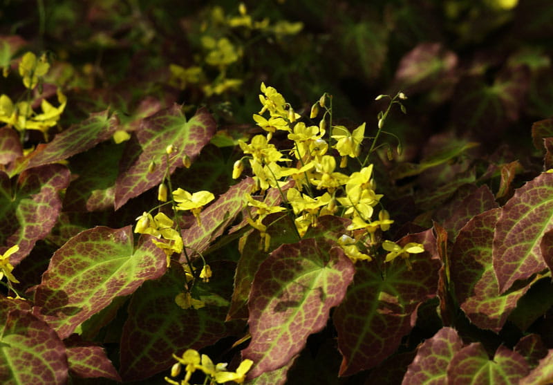 Elfenblume 'Frohnleiten' • Epimedium x perralchicum 'Frohnleiten' Topfware Ansicht 2