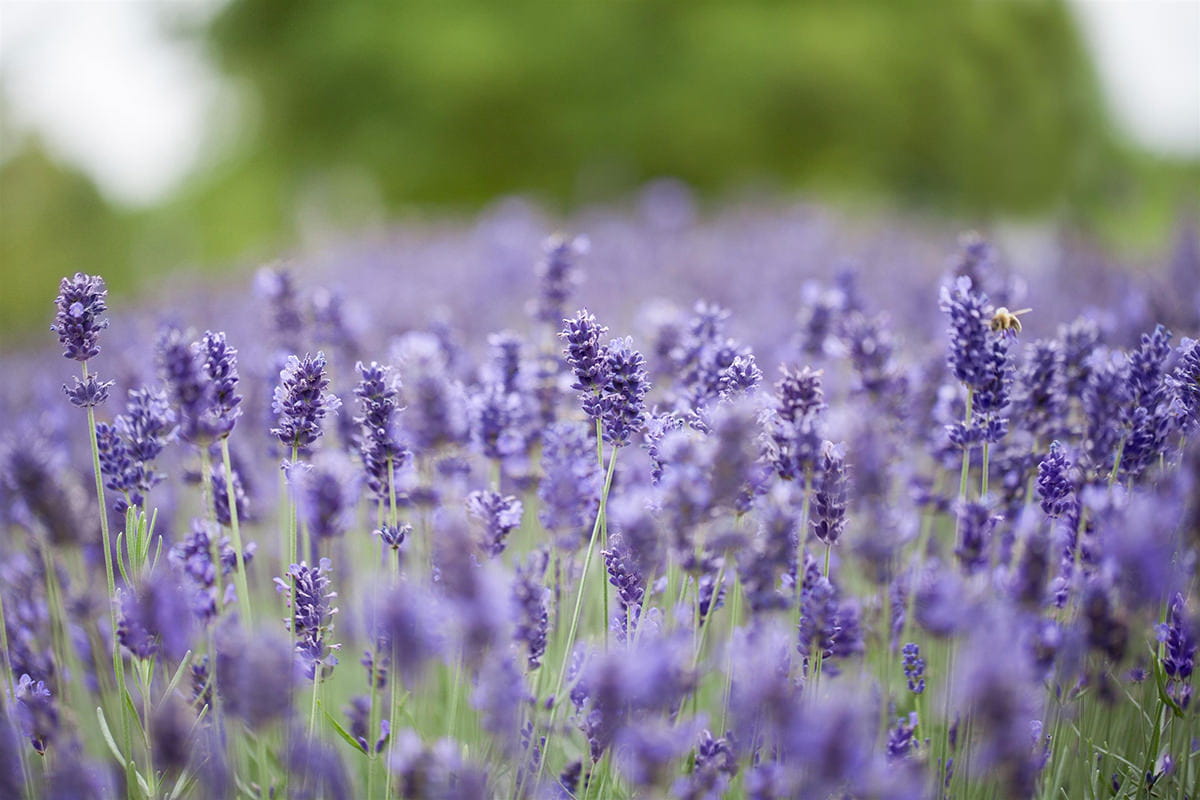 Lavendel 'Hidcote Blue'  • Lavandula angustifolia 'Hidcote Blue'