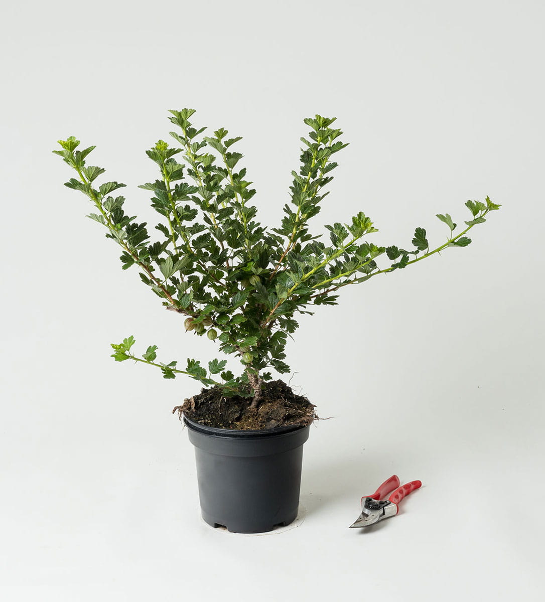 Stachelbeere 'Hinnonmäki rot' • Ribes uva-crispa 'Hinnonmäki rot' Containerware 40-60 cm hoch, Ansicht 1