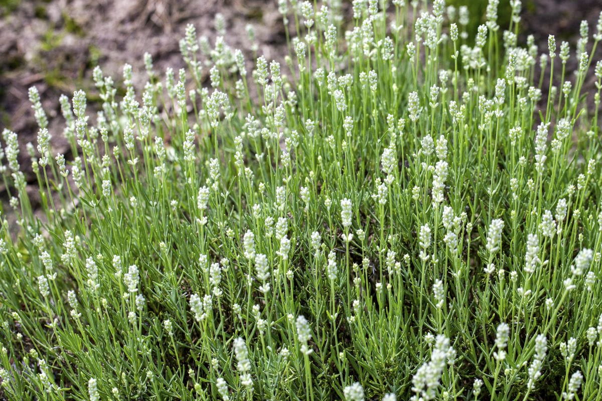 Weißblühender Lavendel 'Alba' • Lavandula angustifolia 'Alba' Ansicht 2