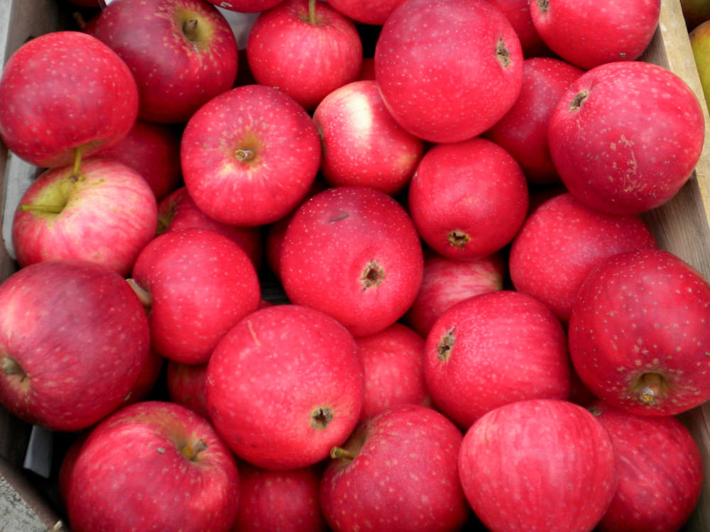 Apfel 'Rote Sternrenette' • Malus 'Rote Sternrenette' Ansicht 2