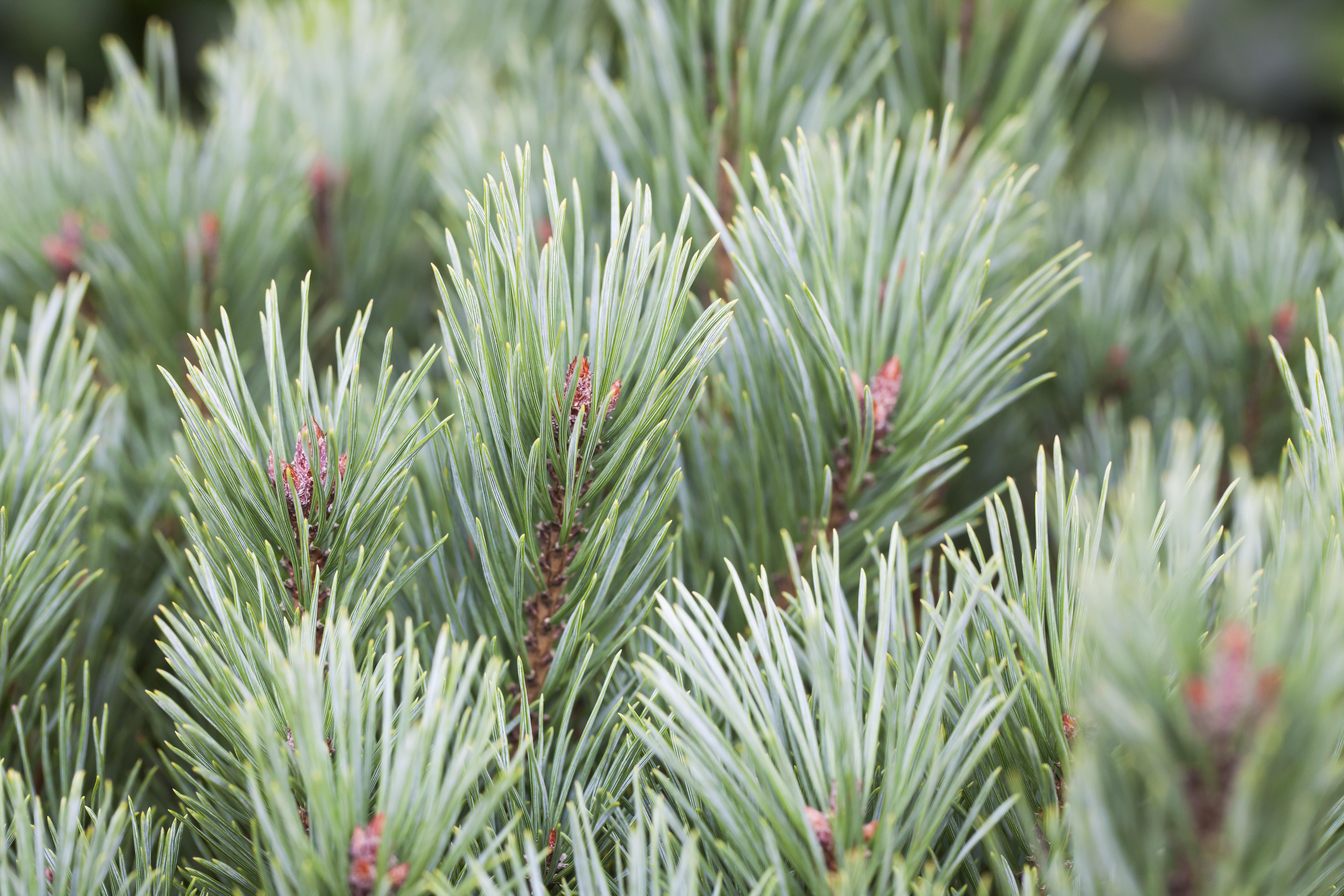 Silberkiefer • Pinus sylvestris 'Watereri' Ansicht 2
