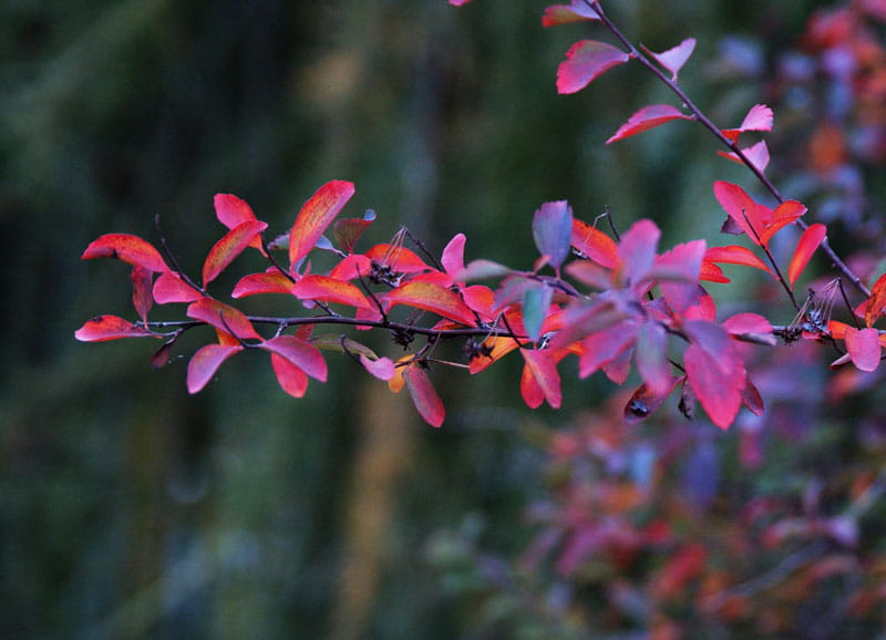Heckenspiere/ Prachtspiere • Spiraea vanhouttei Ansicht 3
