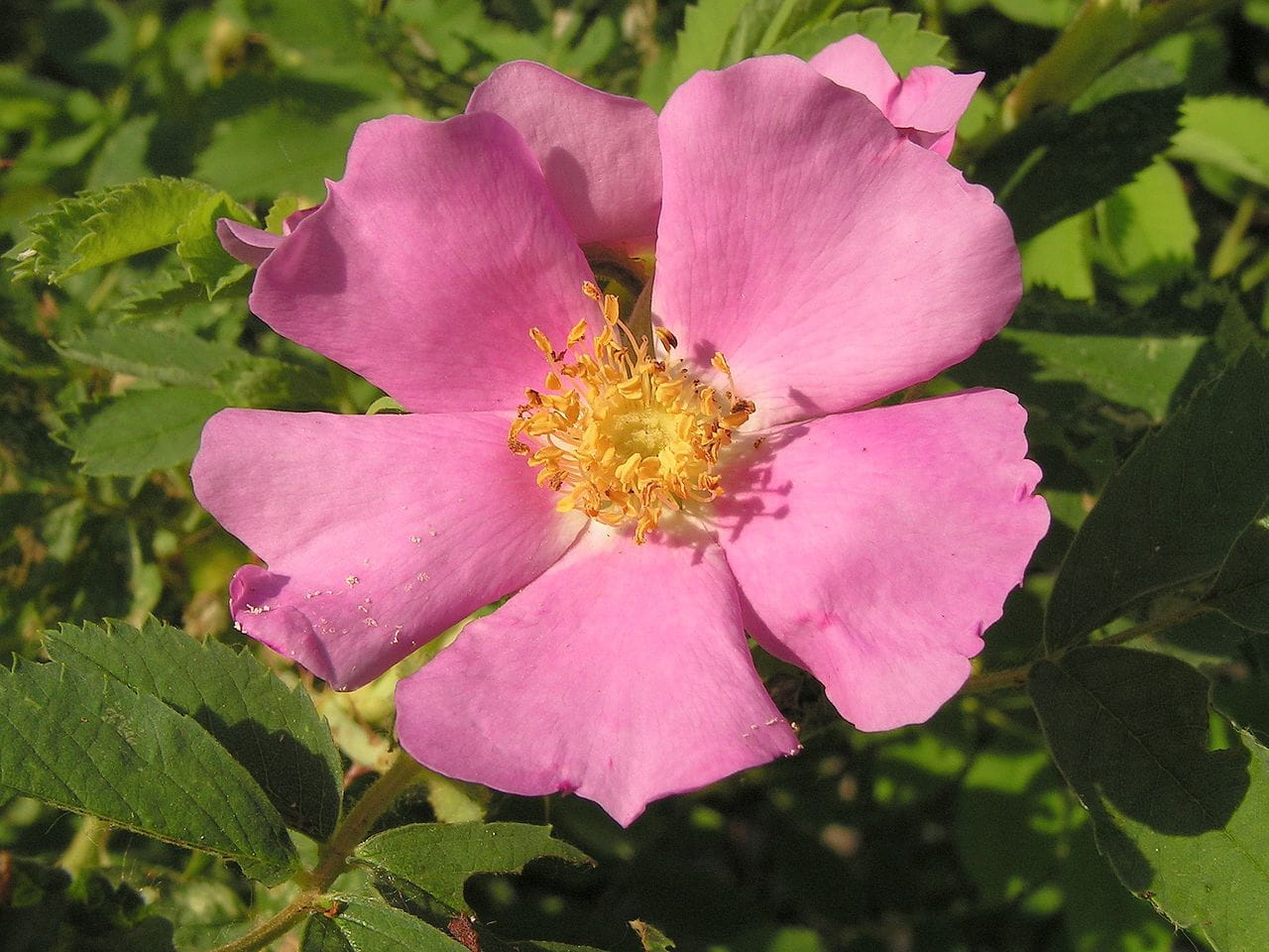 Zimt-Rose • Rosa majalis