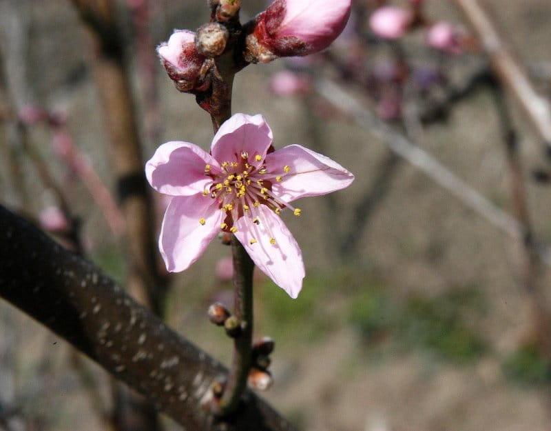 Pfirsich 'Benedicte' • Prunus persica 'Benedicte' Ansicht 3