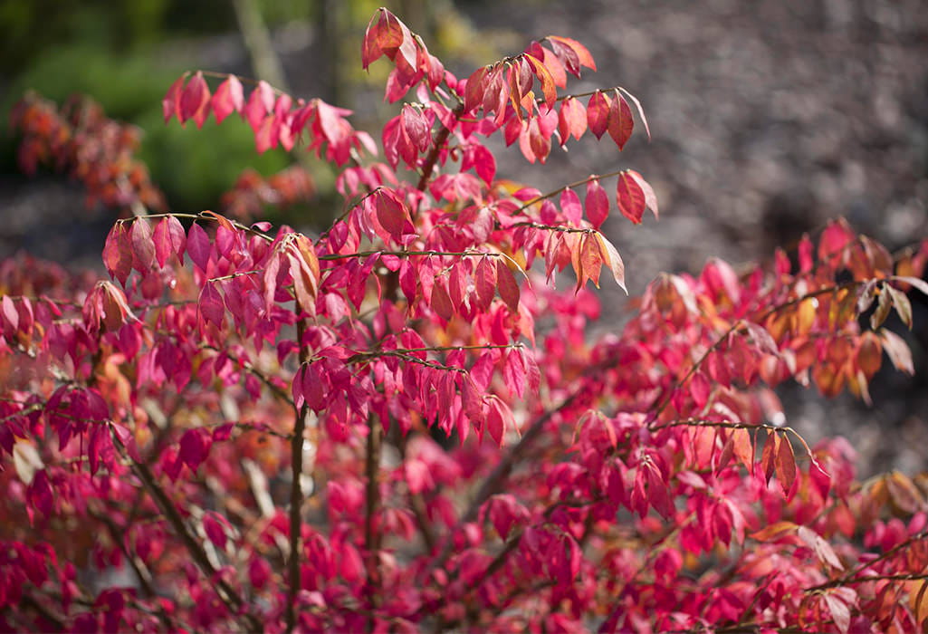 Korkflügelstrauch • Euonymus alatus Ansicht 4