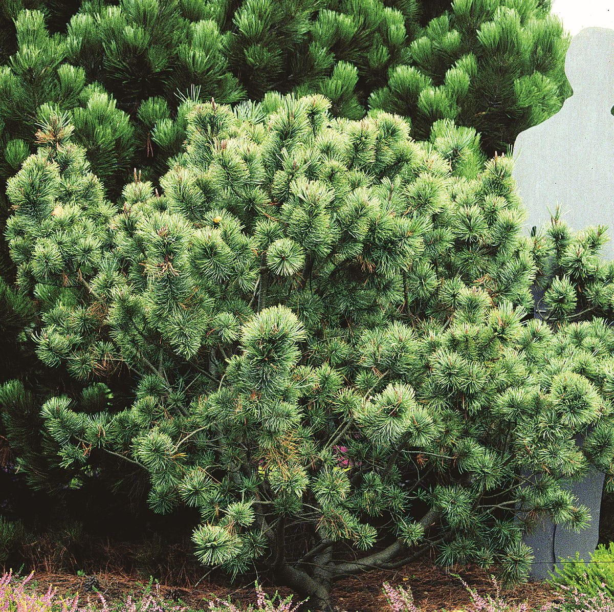 Blaue Kriech-Kiefer • Pinus pumila 'Glauca' Ansicht 2