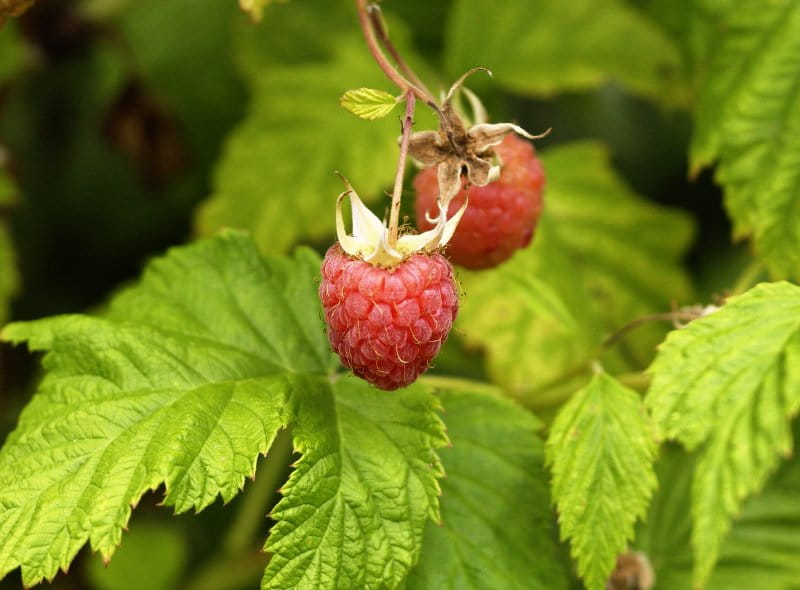 Himbeere 'Pokusa'® • Rubus idaeus 'Pokusa'®