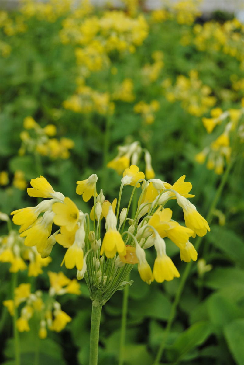 Tibetische Glocken-Schlüsselblume kaufen