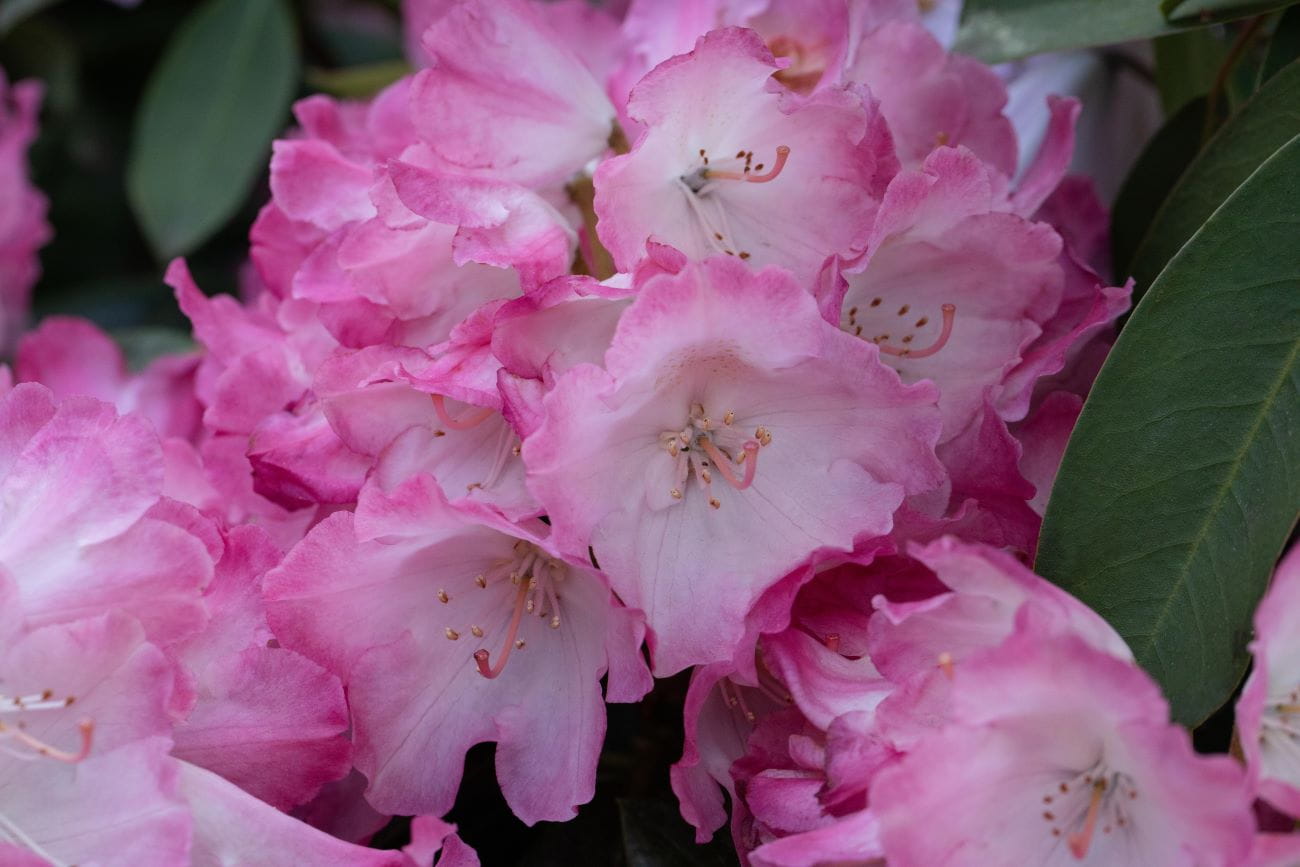 Rhododendron 'Debbie Dane' • Rhododendron yakushimanum 'Debbie Dane' Ansicht 1