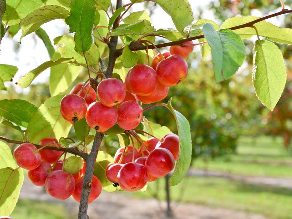 Blütensträucher und Ziergehölze - Zierapfel 'Red Sentinel' • Malus 'Red Sentinel'
