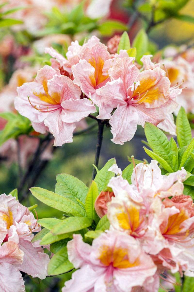 Sommergrüne Azalee 'Berryrose' • Rhododendron luteum 'Berryrose'