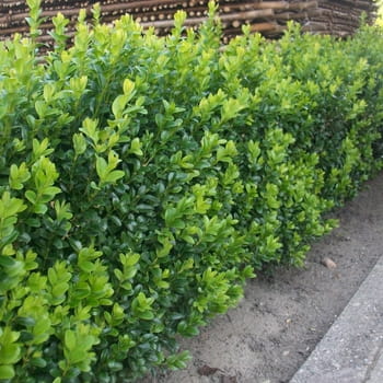 Buchsbaum 'Arborescens' • Buxus sempervirens 'Arborescens' Ansicht 4