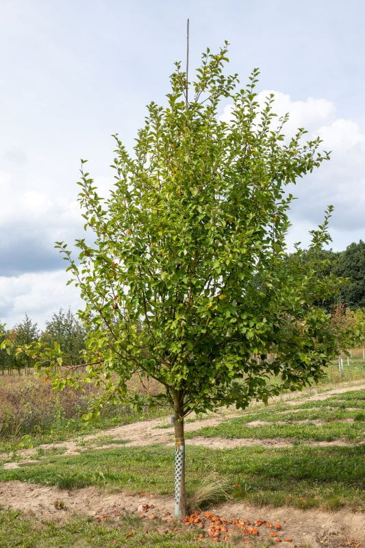 Apfel 'Ingrid Marie' • Malus 'Ingrid Marie' Ansicht 4