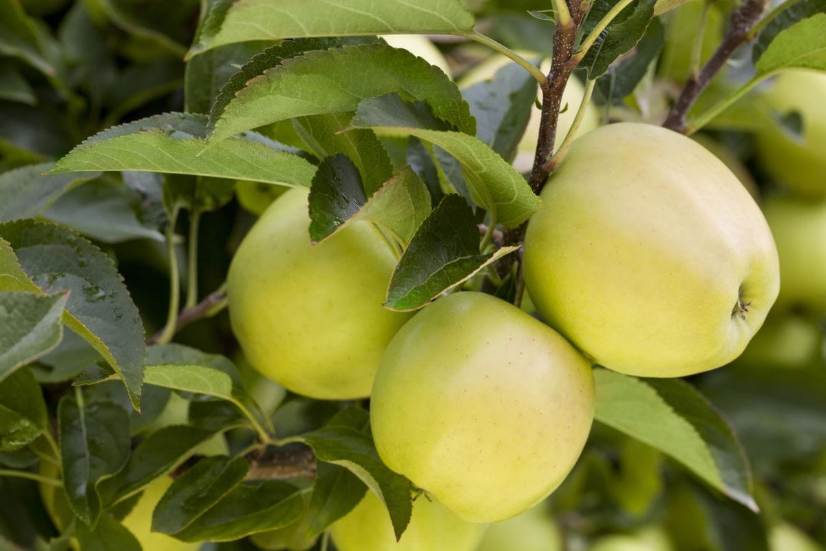 Apfel 'Weißer Klarapfel' • Malus 'Weißer Klarapfel'