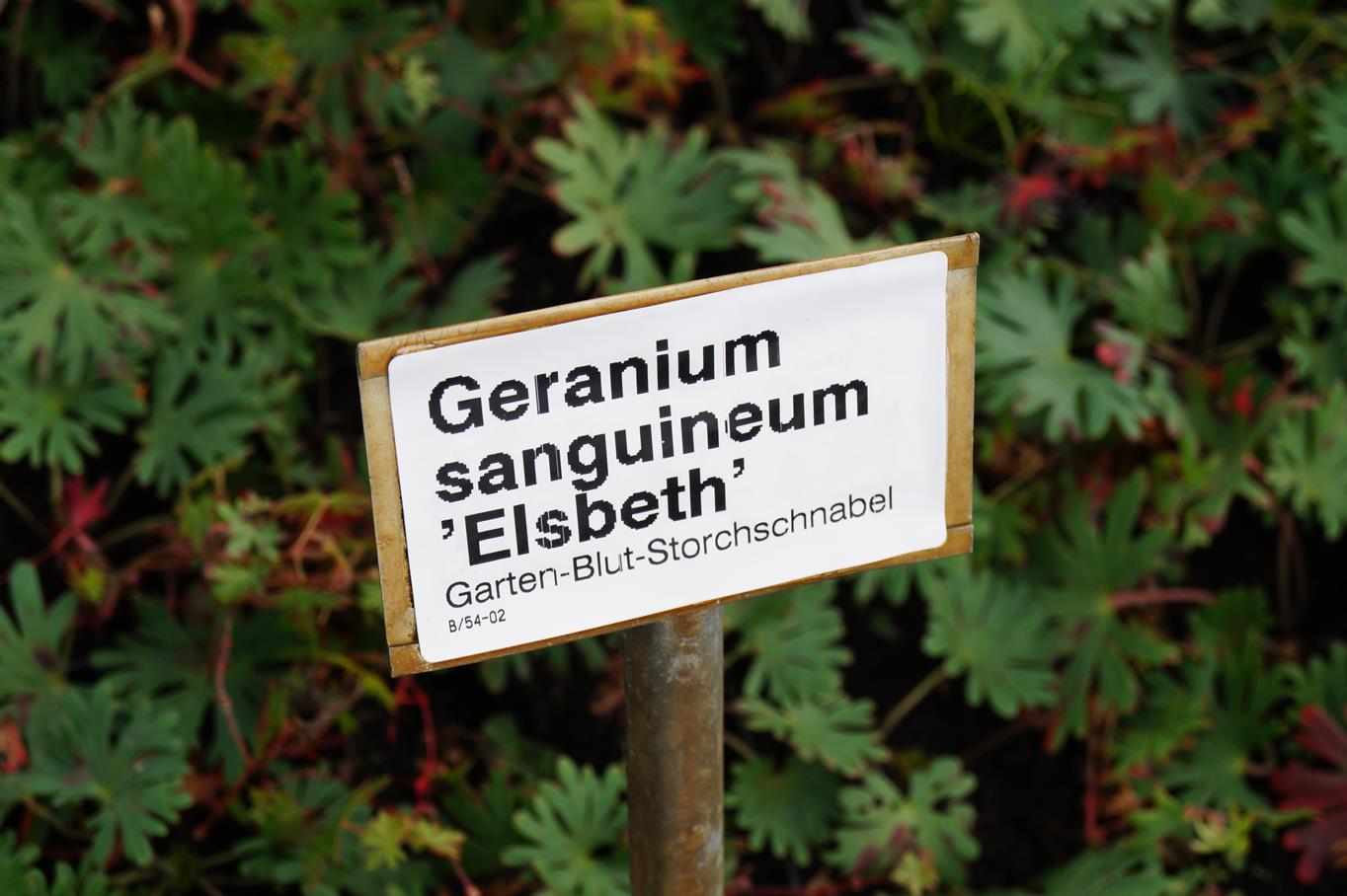 Storchschnabel 'Elsbeth' • Geranium sanguineum 'Elsbeth'
