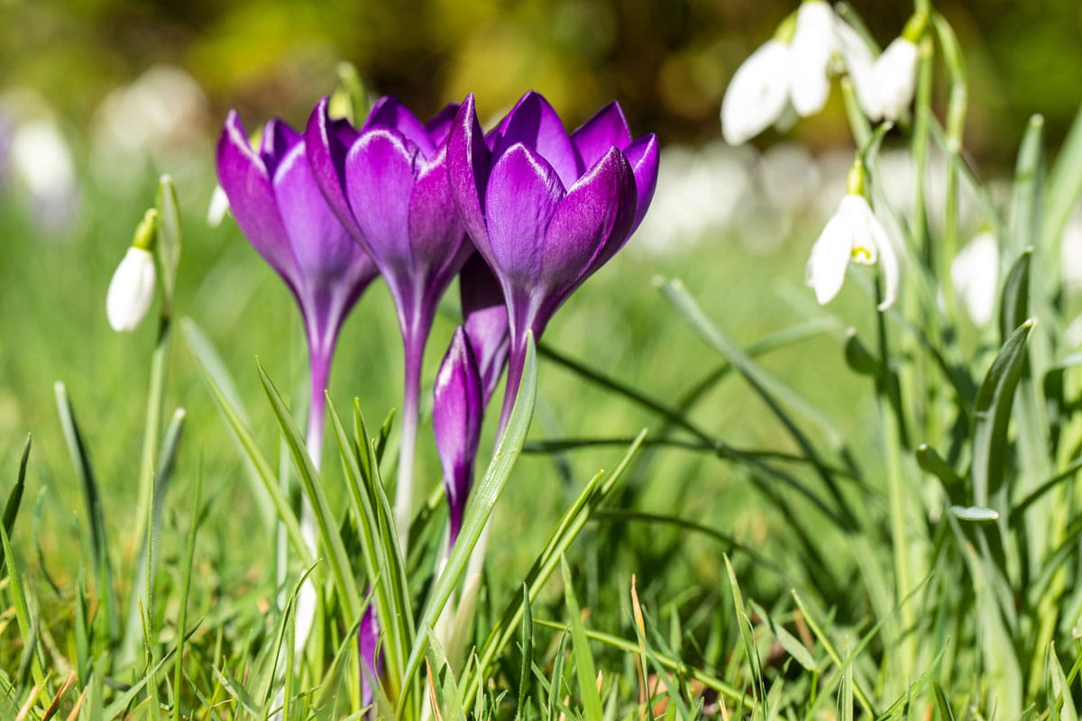 Blumenzwiebel - Crocus vernus 'Flower Record' 10er Packung