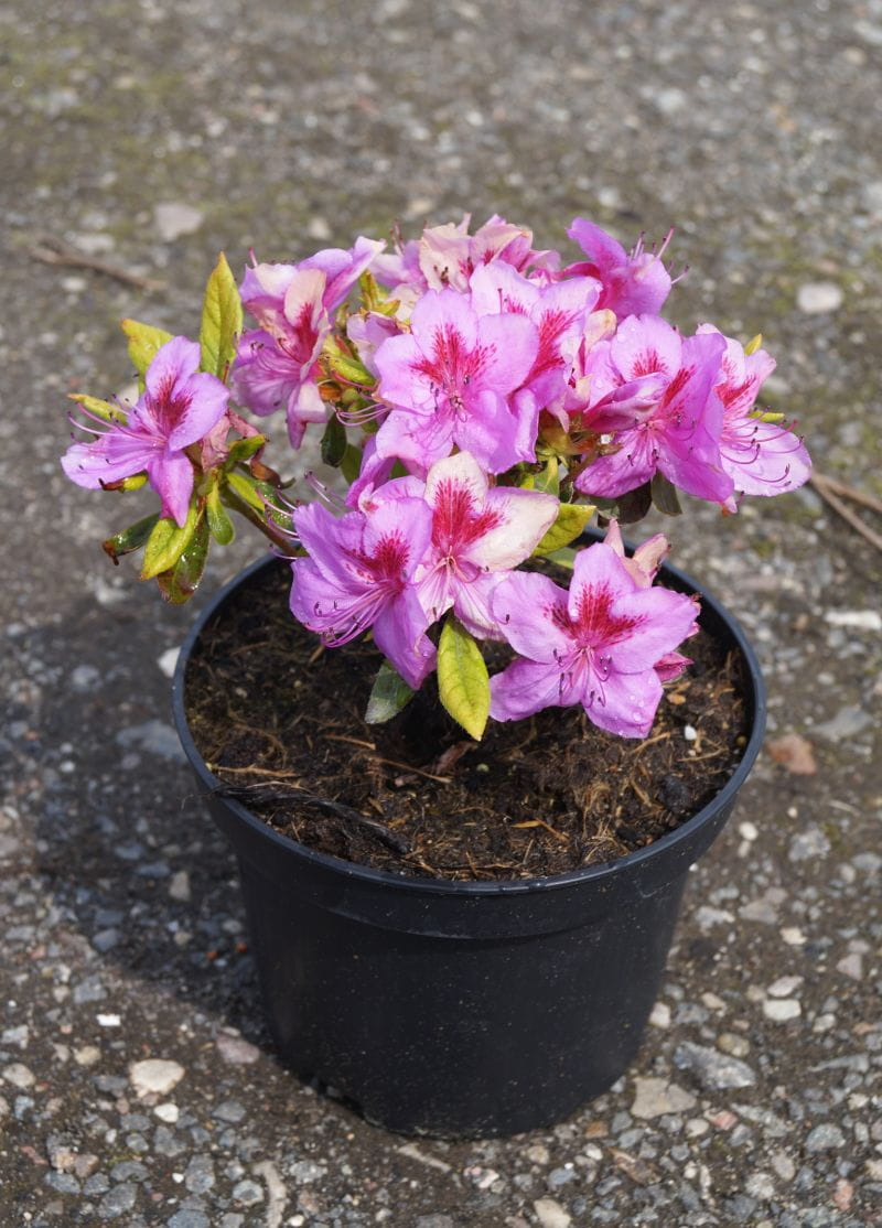 Japanische Azalee 'Peppina'® • Rhododendron obtusum 'Peppina'® Ansicht 2