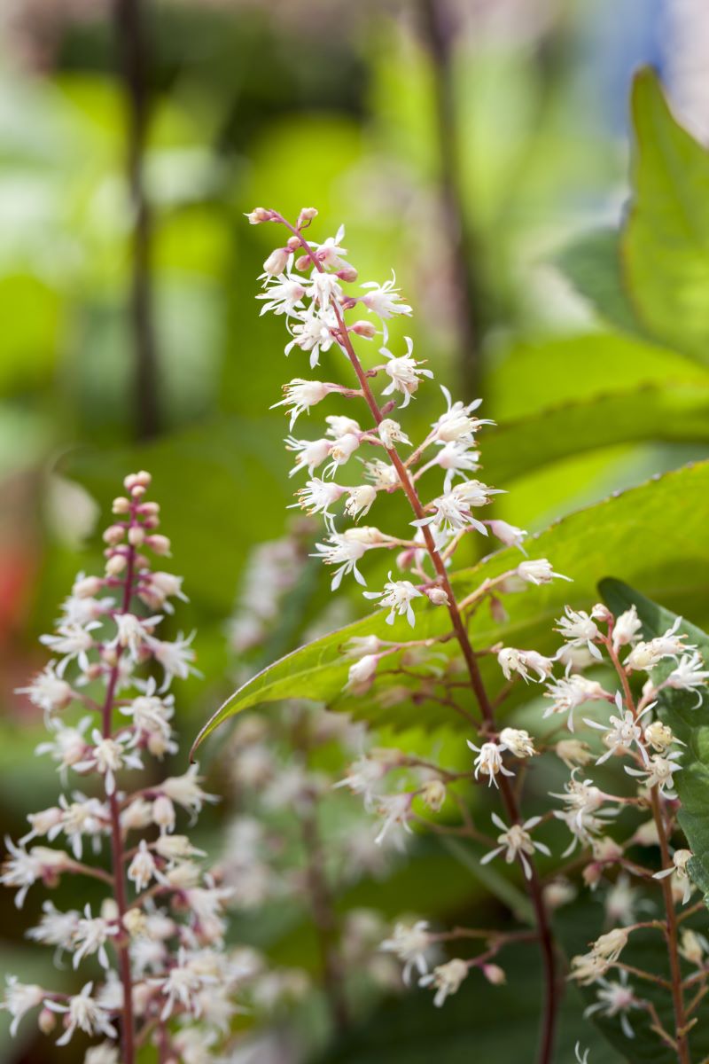 Purpurglöckchen 'Sweet Tea'® • Heuchera 'Sweet Tea'®