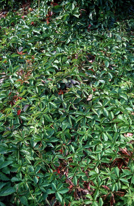 Wilder Wein 'Engelmannii' • Parthenocissus quinquefolia 'Engelmanii' Ansicht 4