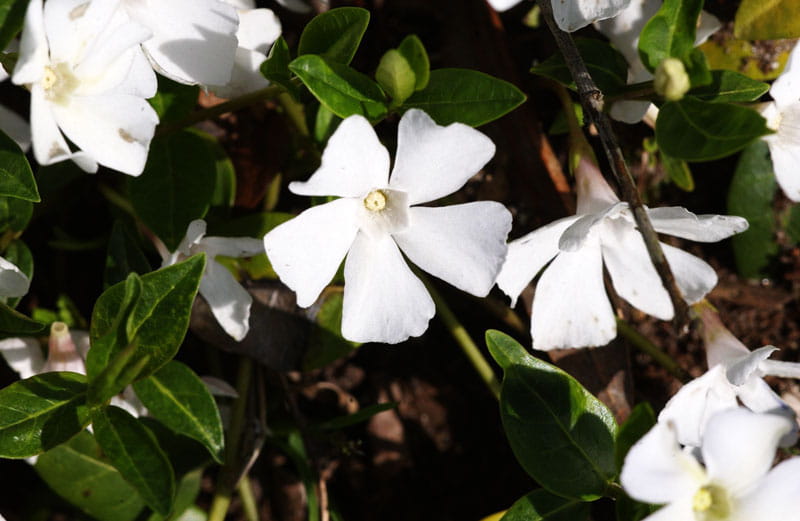 Immergrün 'Alba' • Vinca minor 'Alba'