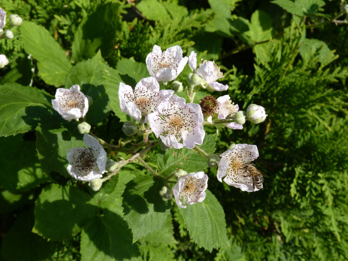 Wilde Brombeere • Rubus fruticosus Ansicht 1