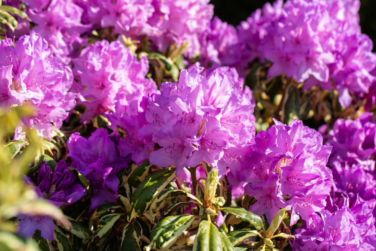 Rhododendron 'Caroline Spring' • Rhododendron Hybride 'Caroline Spring' Ansicht 1
