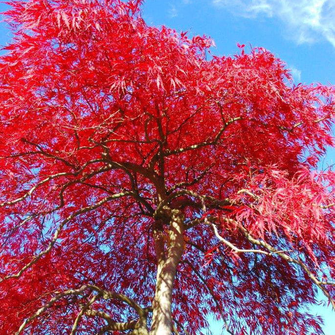 Roter Fächerahorn 'Atropurpureum' • Acer palmatum 'Atropurpureum' Ansicht 9