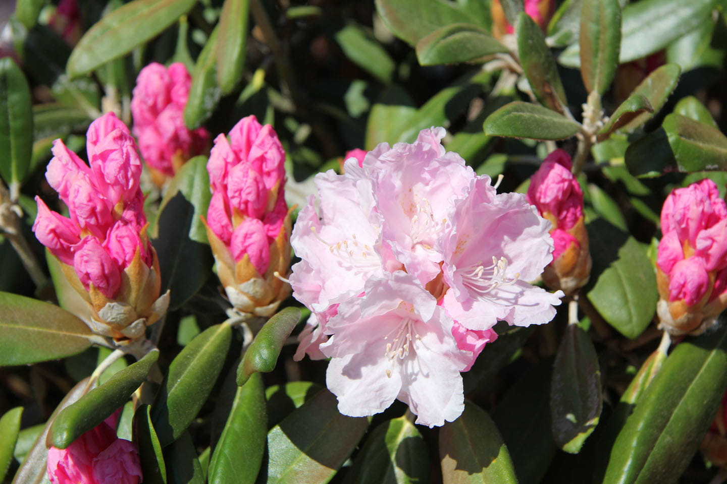 Rhododendron 'Silver Lady' • Rhododendron yakushimanum 'Silver Lady' Ansicht 2