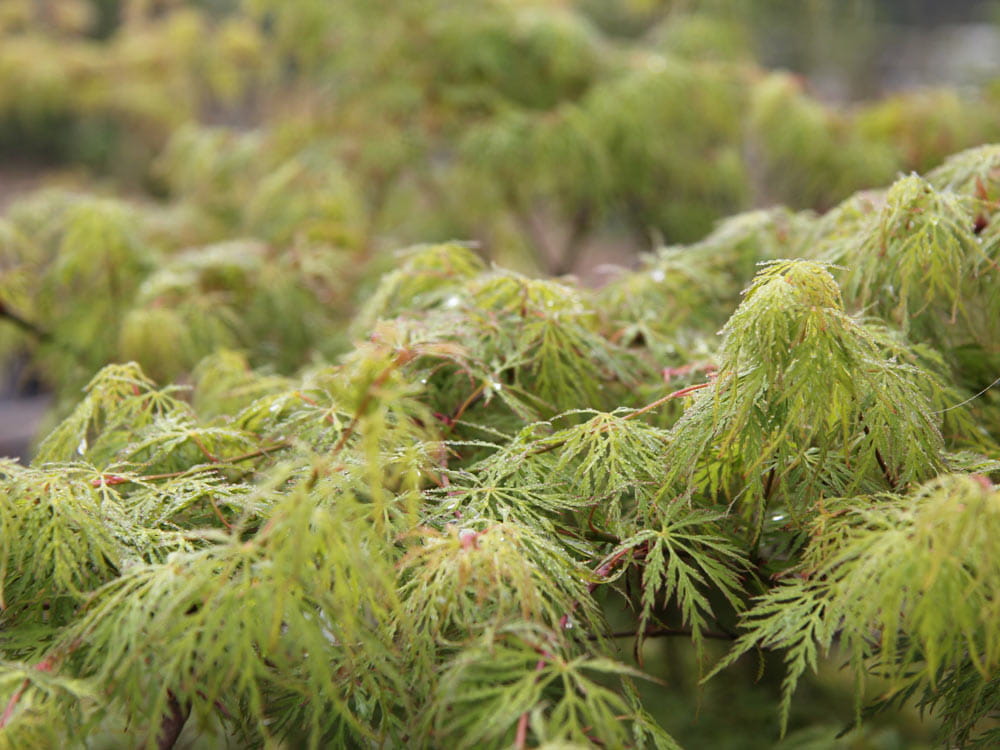 Fächerahorn 'Emerald Lace' • Acer palmatum 'Emerald Lace' Ansicht 2