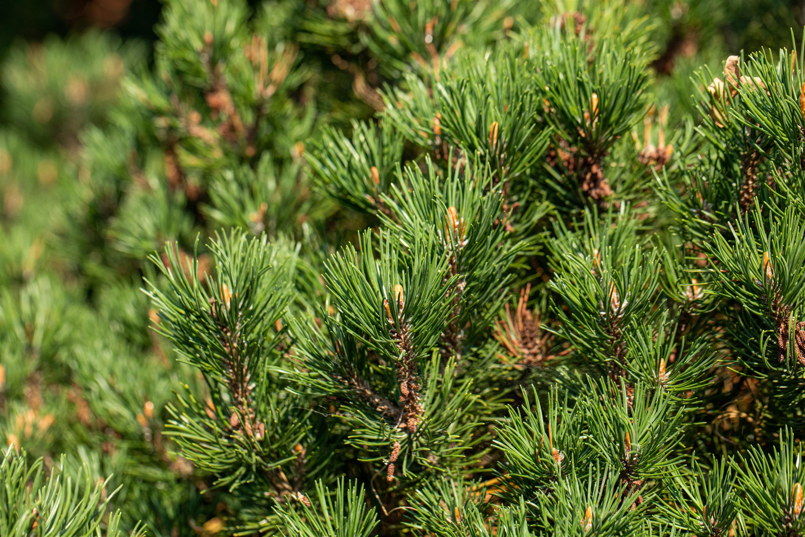 Berg-Kiefer 'Laurin' • Pinus mugo 'Laurin' Ansicht 3