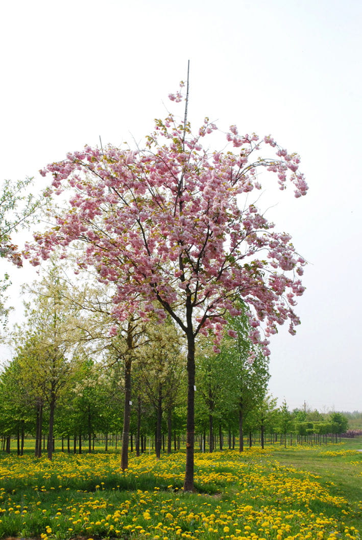 Hellrosa Nelkenkirsche 'Pink Perfection' • Prunus serrulata 'Pink Perfection' Ansicht 1