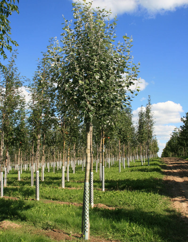 Silberpappel 'Nivea' • Populus alba 'Nivea' Containerware 100-125 cm hoch, Ansicht 5