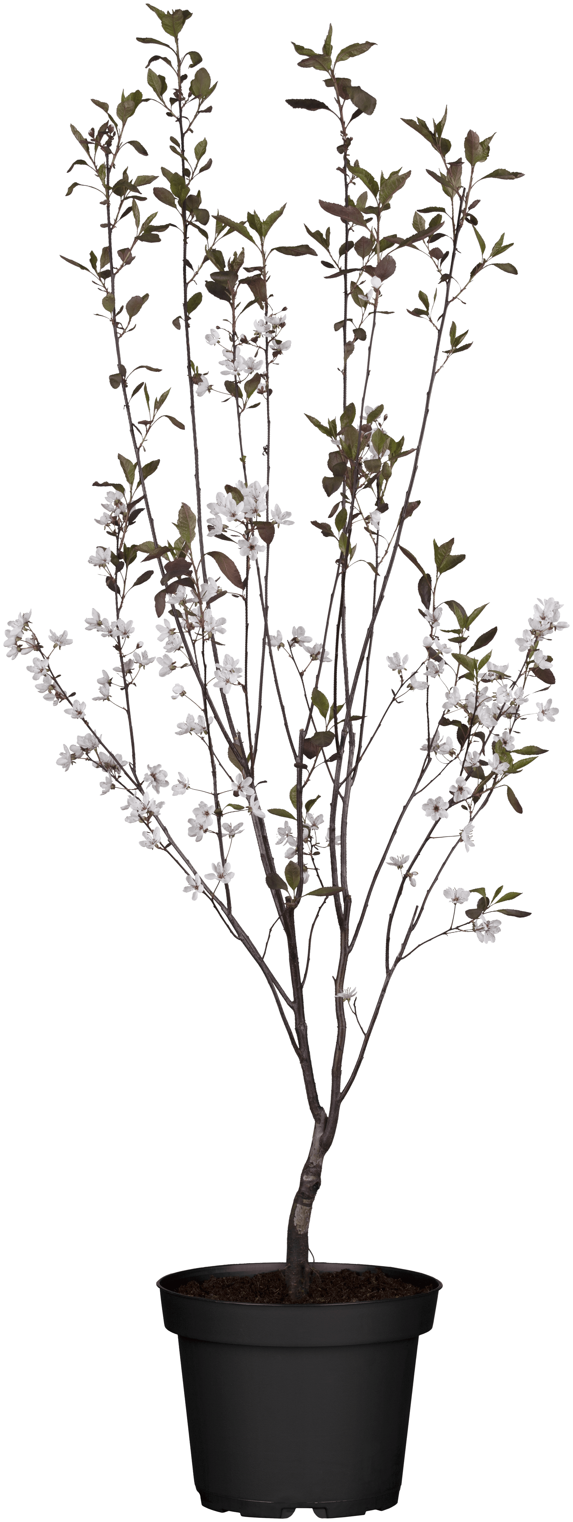 Zwerg-Blutpflaume • Prunus cistena Containerware 40-60 cm hoch, Ansicht 1
