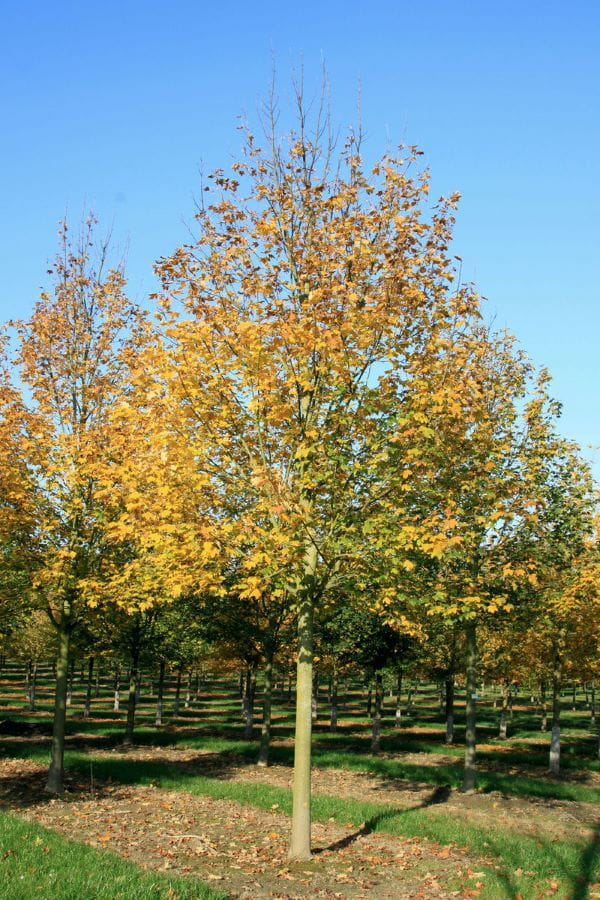 Bergahorn 'Bruchem' • Acer pseudoplatanus 'Bruchem'