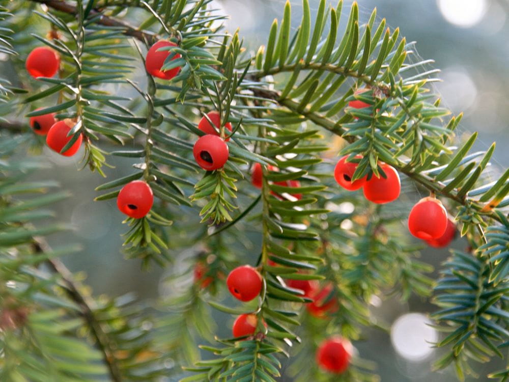 Eibe • Taxus baccata Ansicht 3