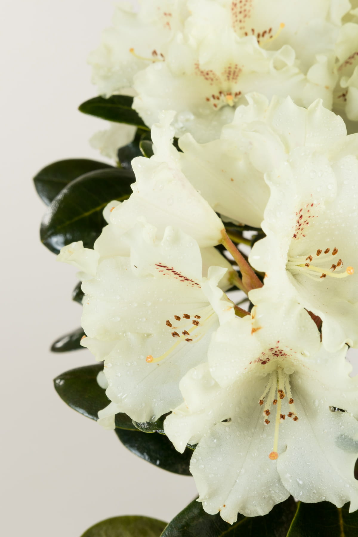 Rhododendron 'Marietta' • Rhododendron yakushimanum 'Marietta' Ansicht 2